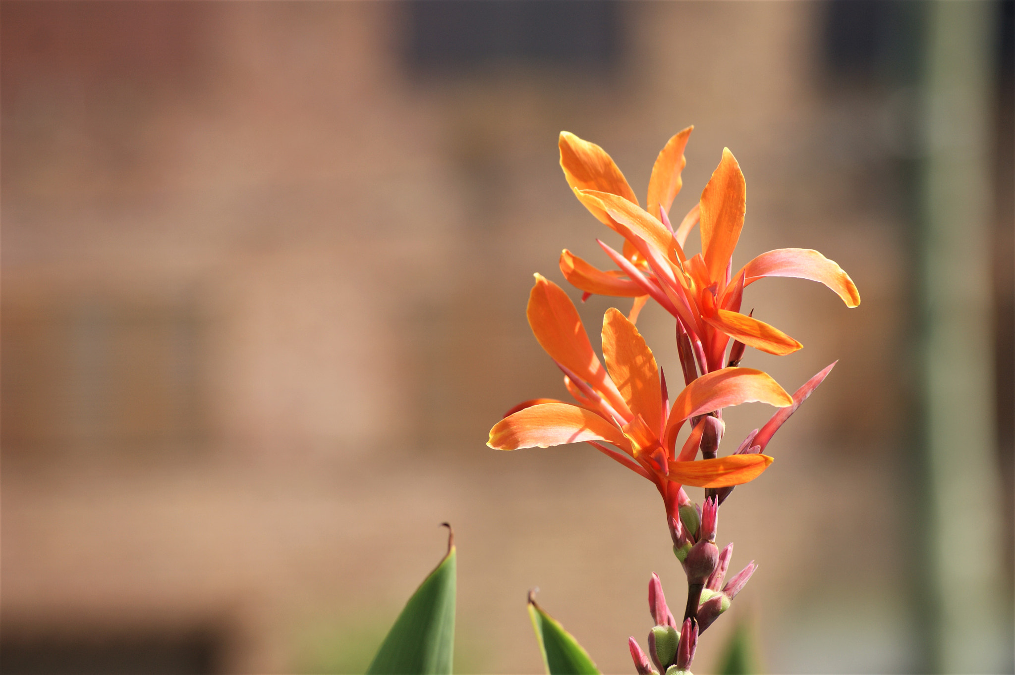 Sony Alpha DSLR-A390 + Sony DT 55-200mm F4-5.6 SAM sample photo. Flowers 46 photography