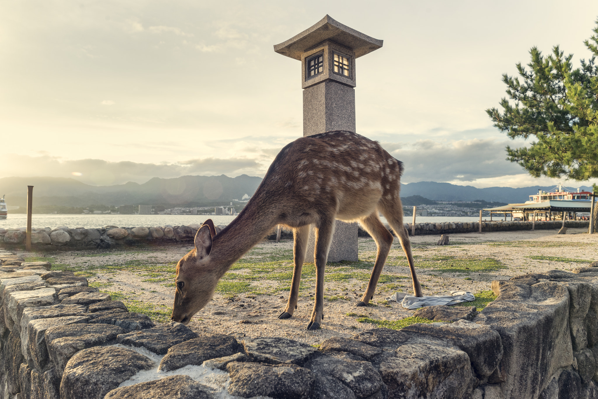 Nikon D610 + AF Nikkor 24mm f/2.8 sample photo. Japon bambi mijayima island photography