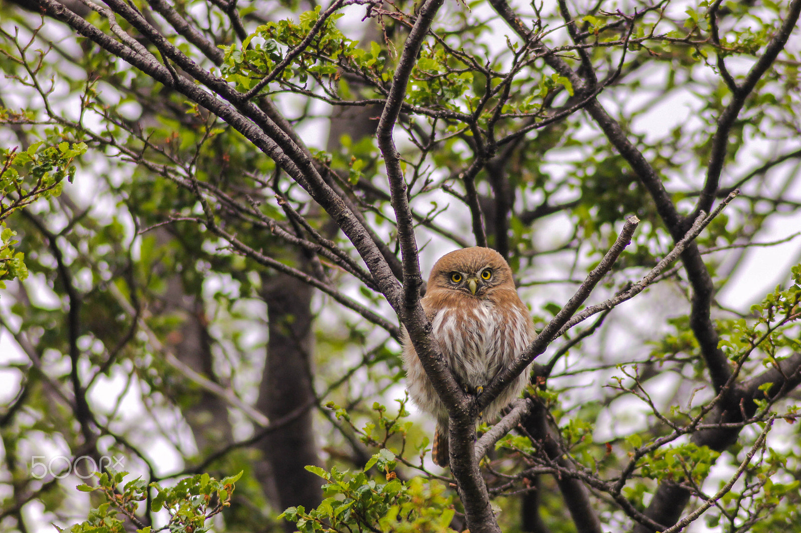 Canon EOS 1100D (EOS Rebel T3 / EOS Kiss X50) sample photo. Austral pygmy owl (glaucidium nana) photography
