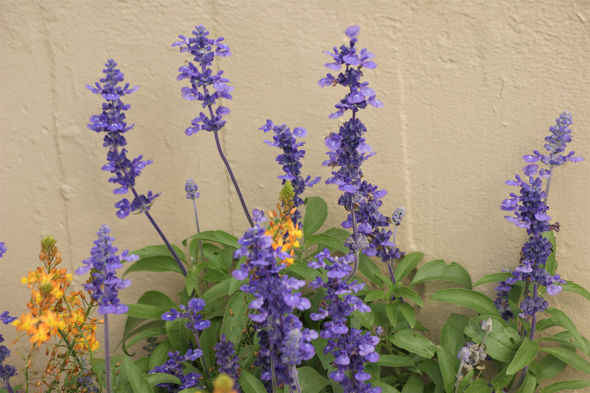 Sony Alpha DSLR-A390 + Sony DT 55-200mm F4-5.6 SAM sample photo. Flores 50 photography