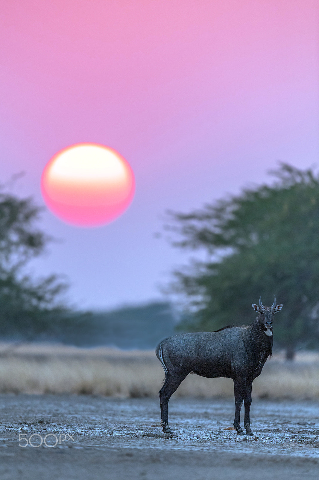 Nikon AF-S Nikkor 600mm F4E FL ED VR sample photo. Nilgai - the blue bull photography