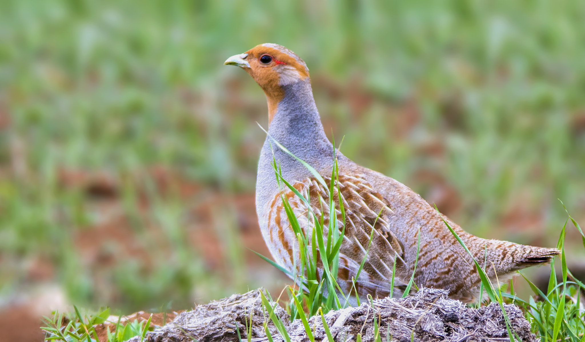 Nikon D7100 + Nikon AF-S Nikkor 300mm F4D ED-IF sample photo. Grey partridge / perdix perdix photography
