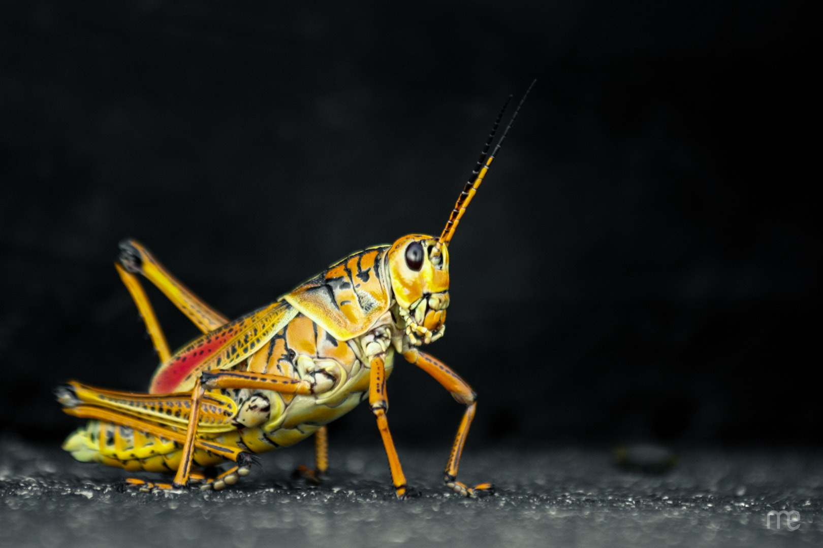 Canon EF 70-300mm F4-5.6 IS USM sample photo. Yellow bug photography