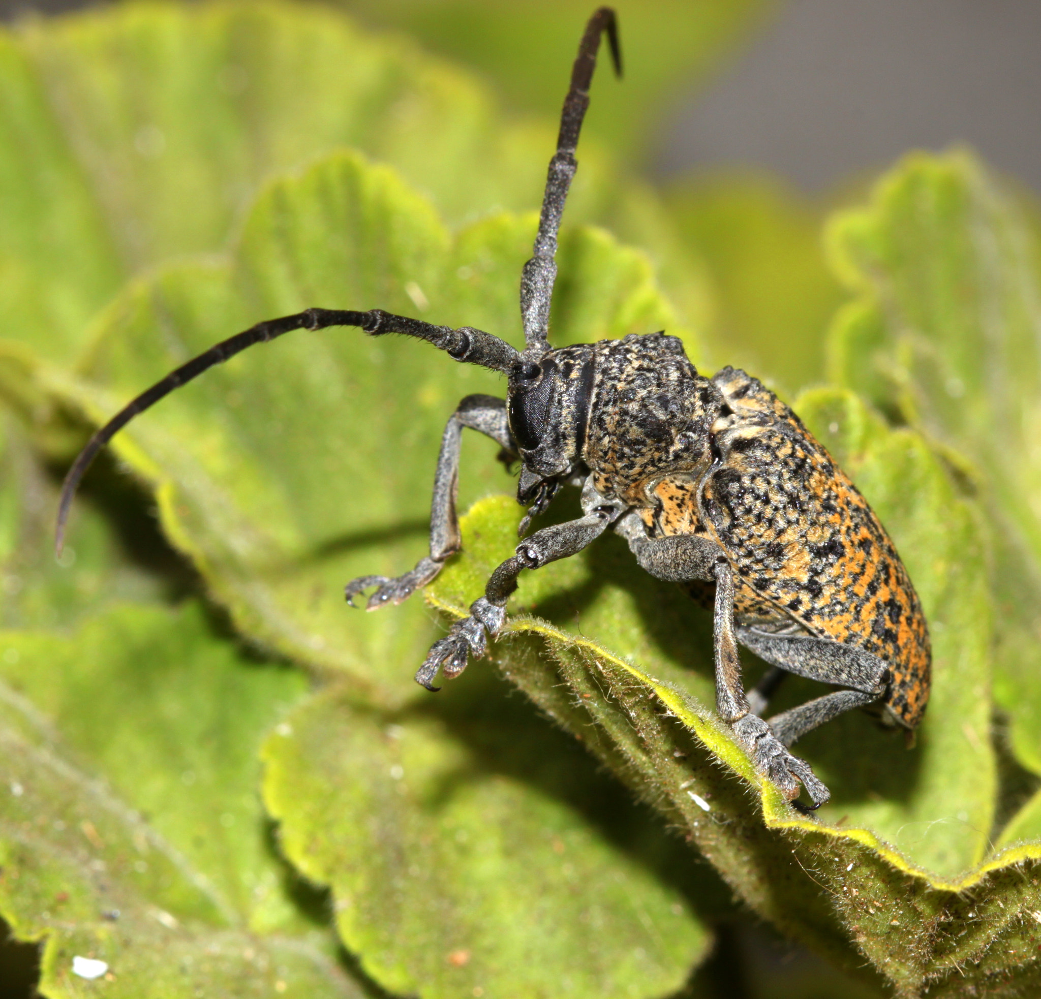 Canon EF 100mm F2.8 Macro USM sample photo. Img photography