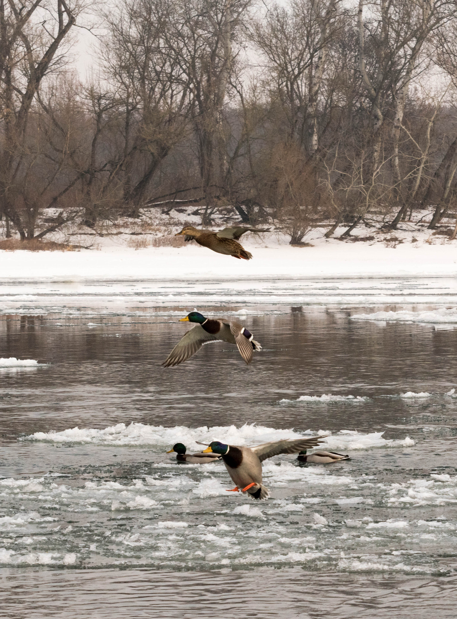 Nikon D5500 sample photo. Duck photography