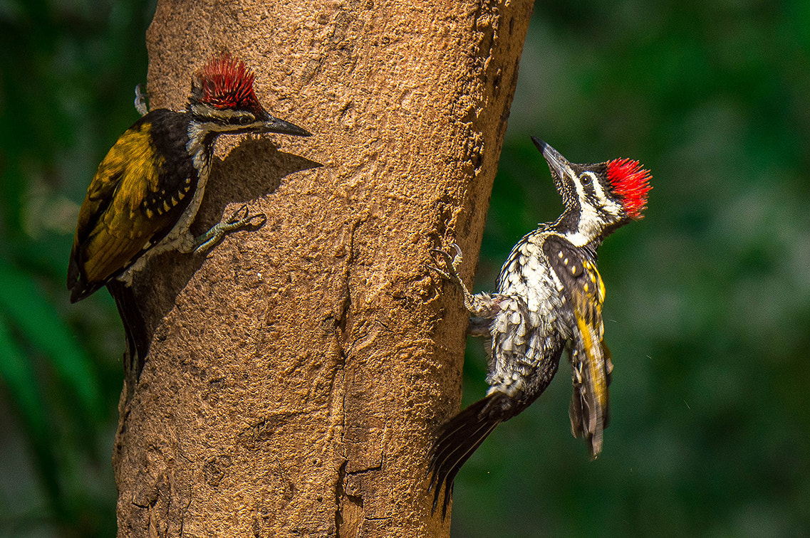 Nikon D3200 sample photo. Woodpecker photography