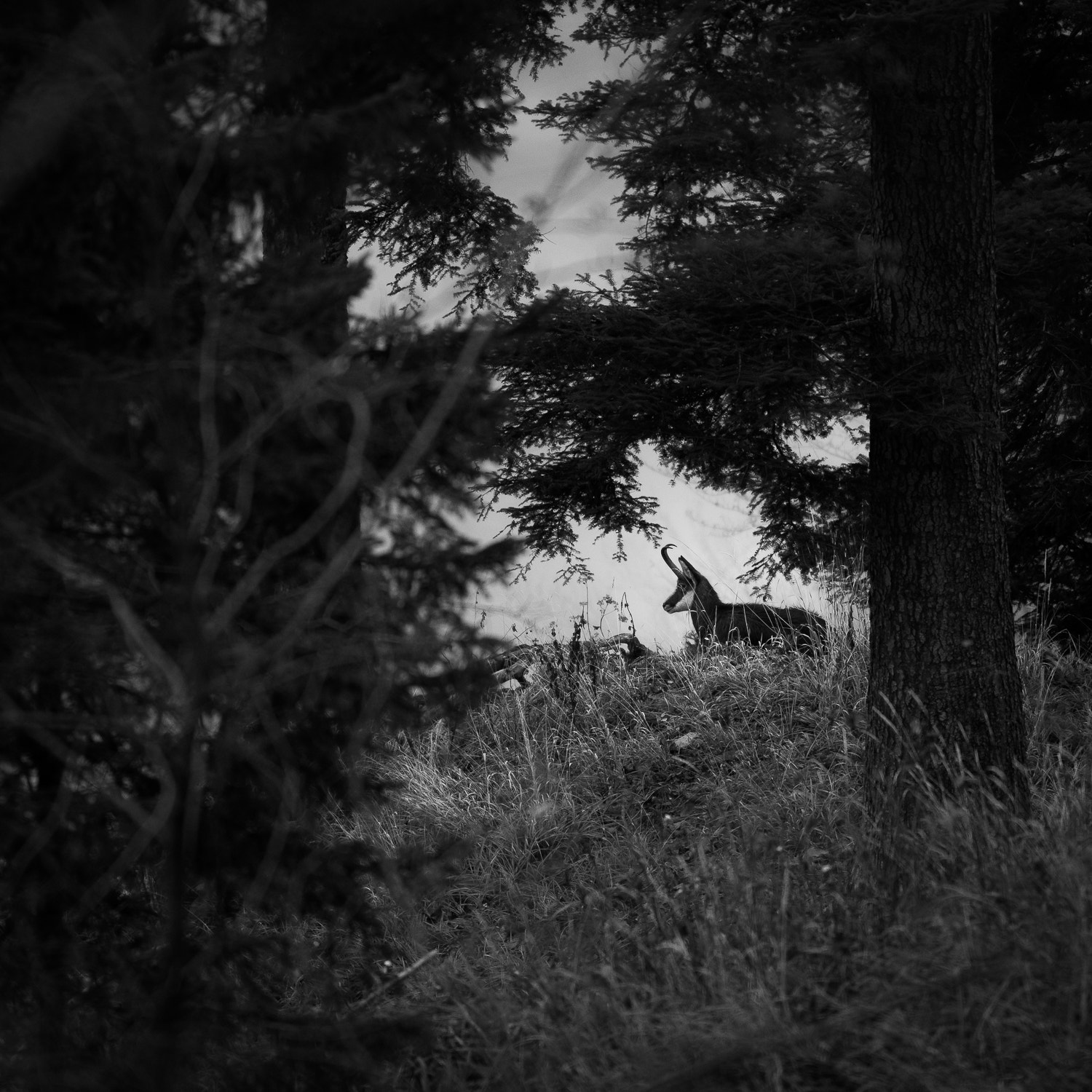Nikon AF-S Nikkor 500mm F4E FL ED VR sample photo. Far away photography
