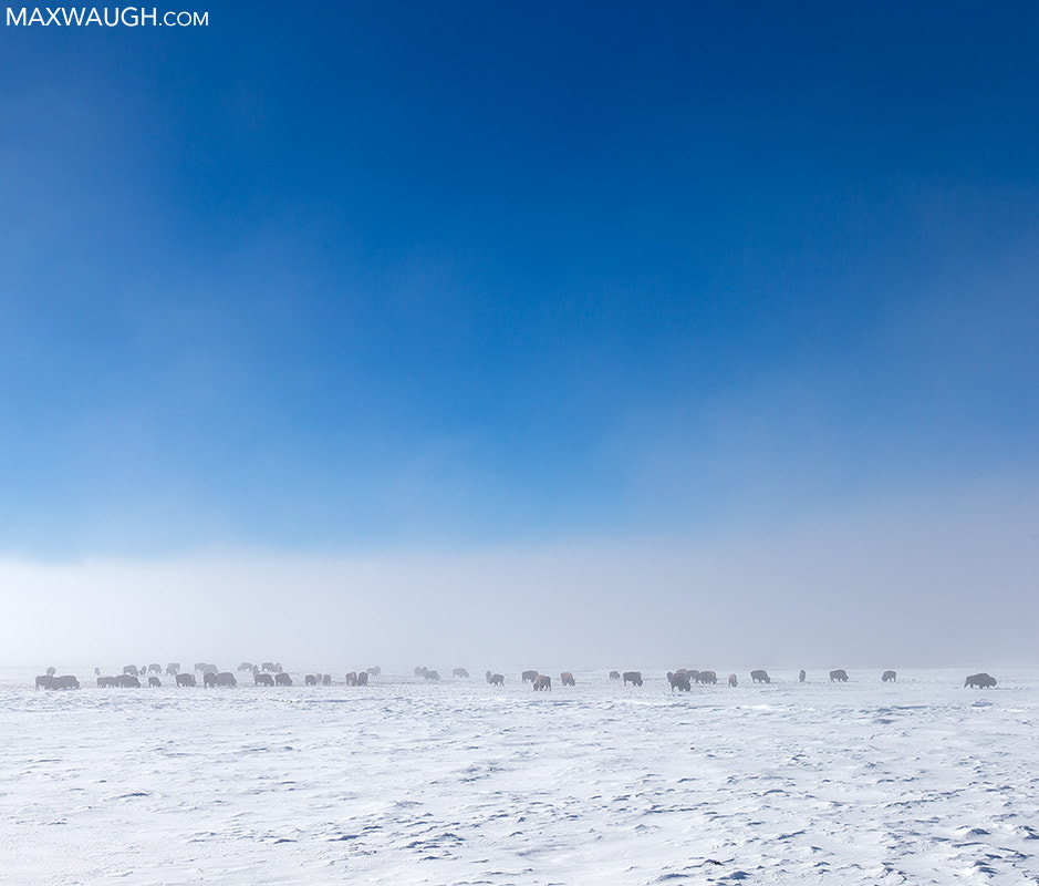 Canon EOS-1D X sample photo. American bison photography