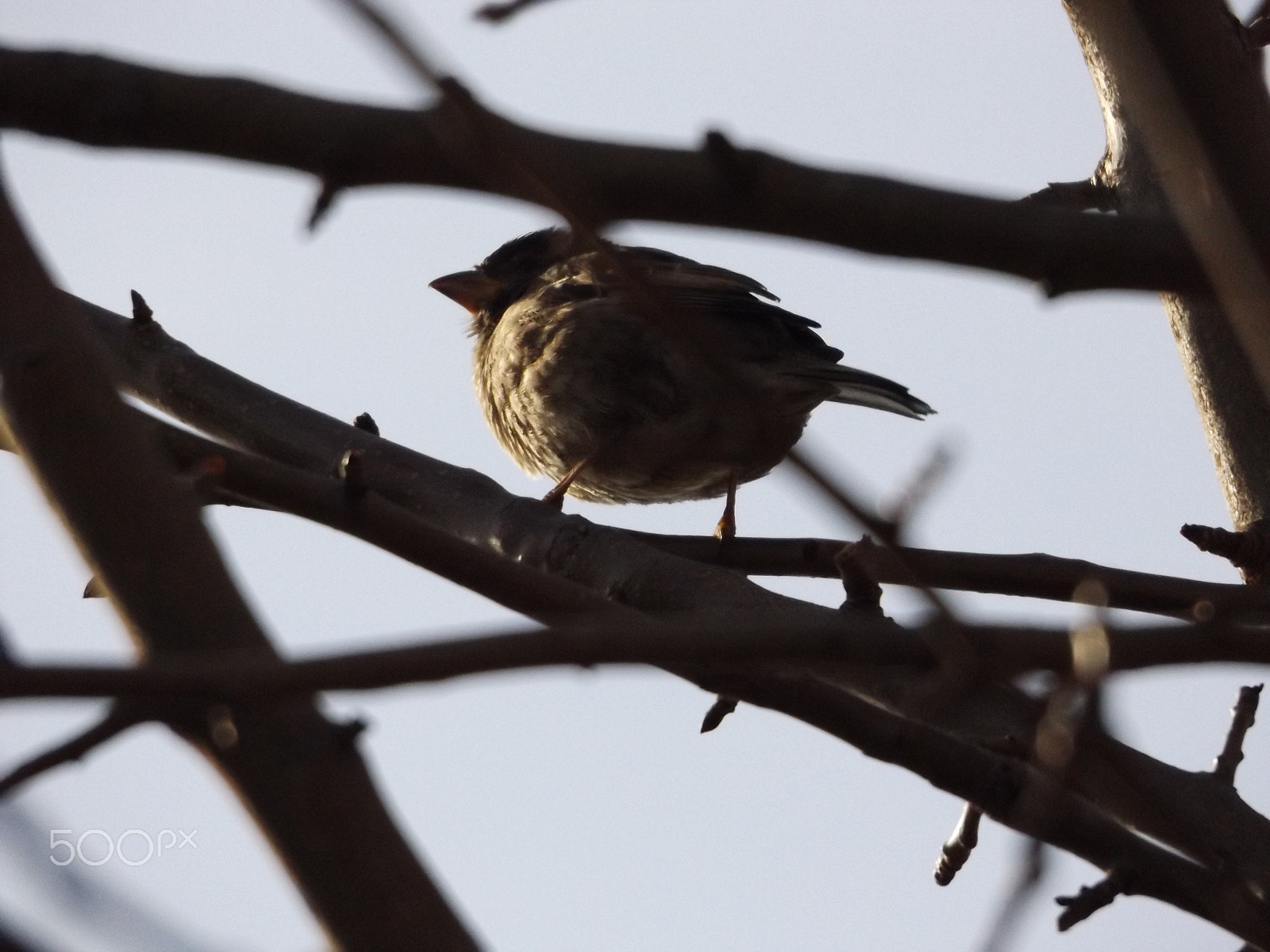 Fujifilm FinePix S8600 sample photo. Observing. photography