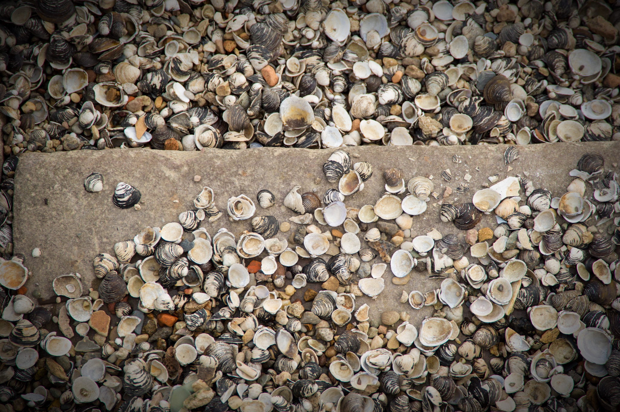 Nikon D3S sample photo. Full of shells photography