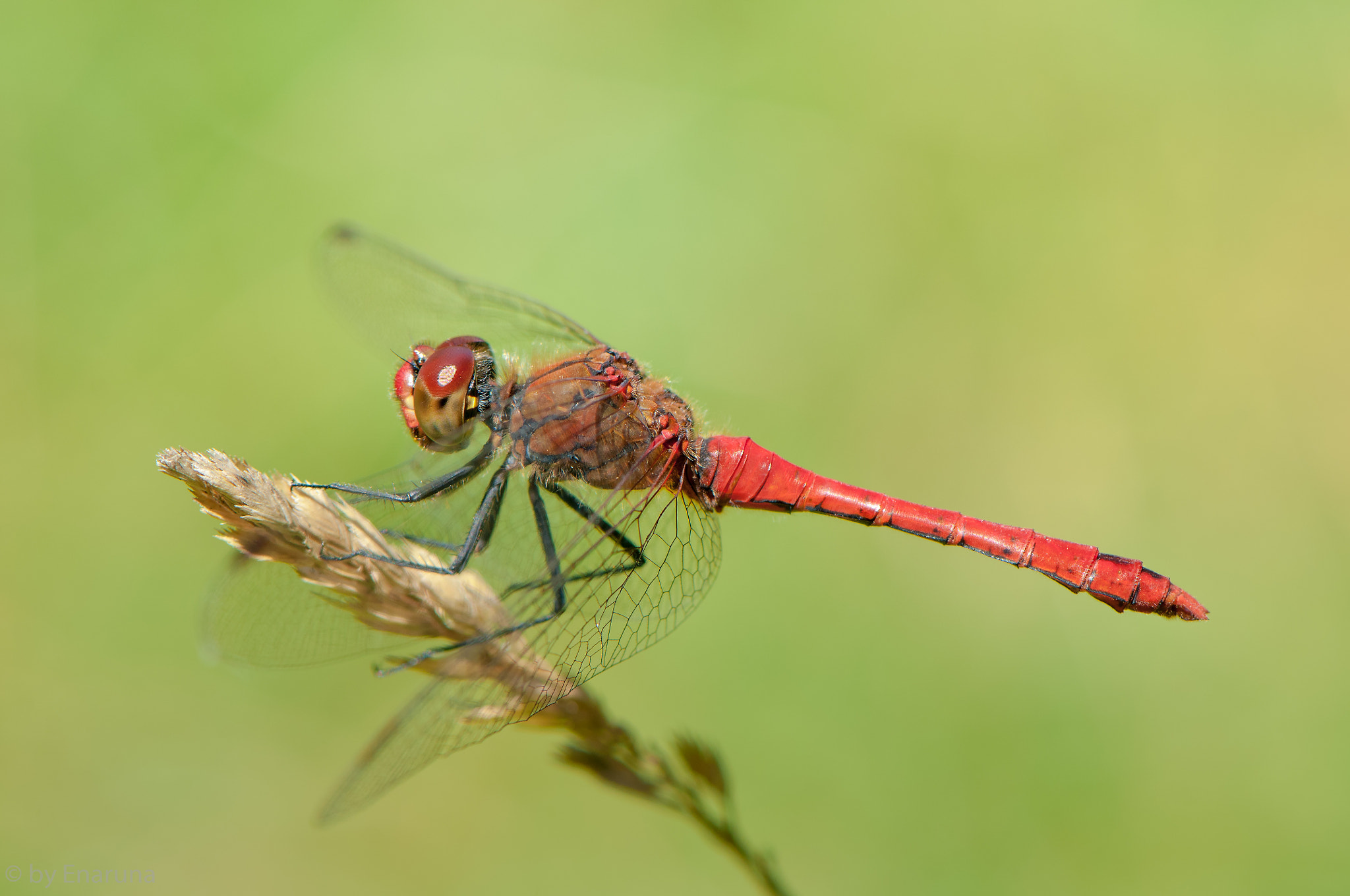 Nikon AF-S Micro-Nikkor 105mm F2.8G IF-ED VR sample photo. Meadowhawk photography