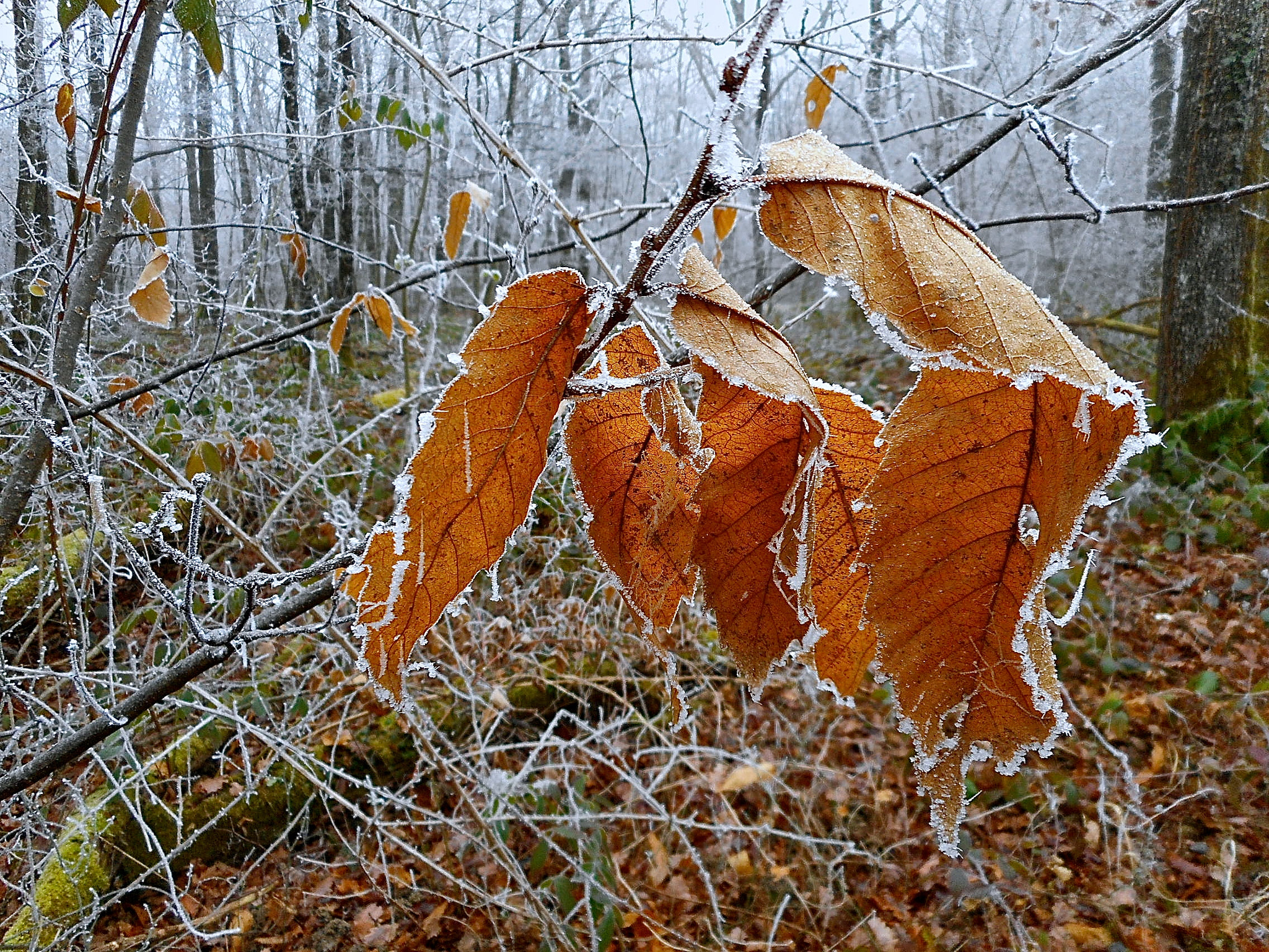 Nikon Coolpix S3700 sample photo. Sad frozen leaves photography