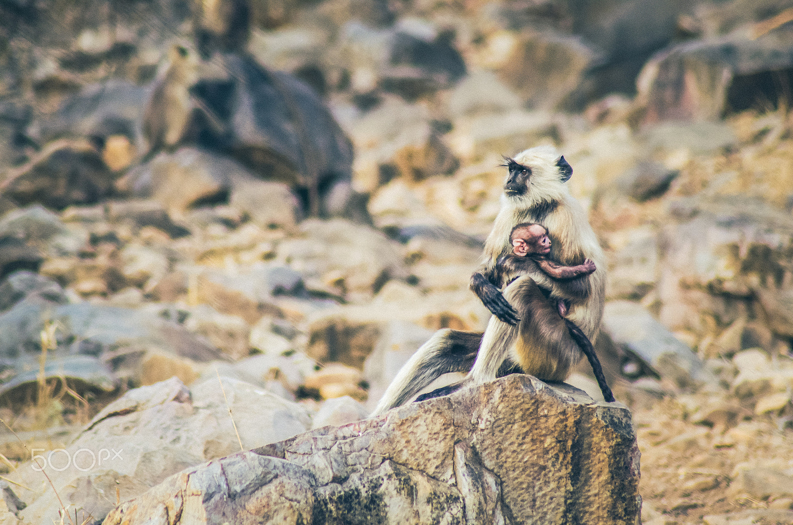 Nikon D5100 + Sigma 50-150mm F2.8 EX APO DC HSM II + 1.4x sample photo. The gaurdian photography