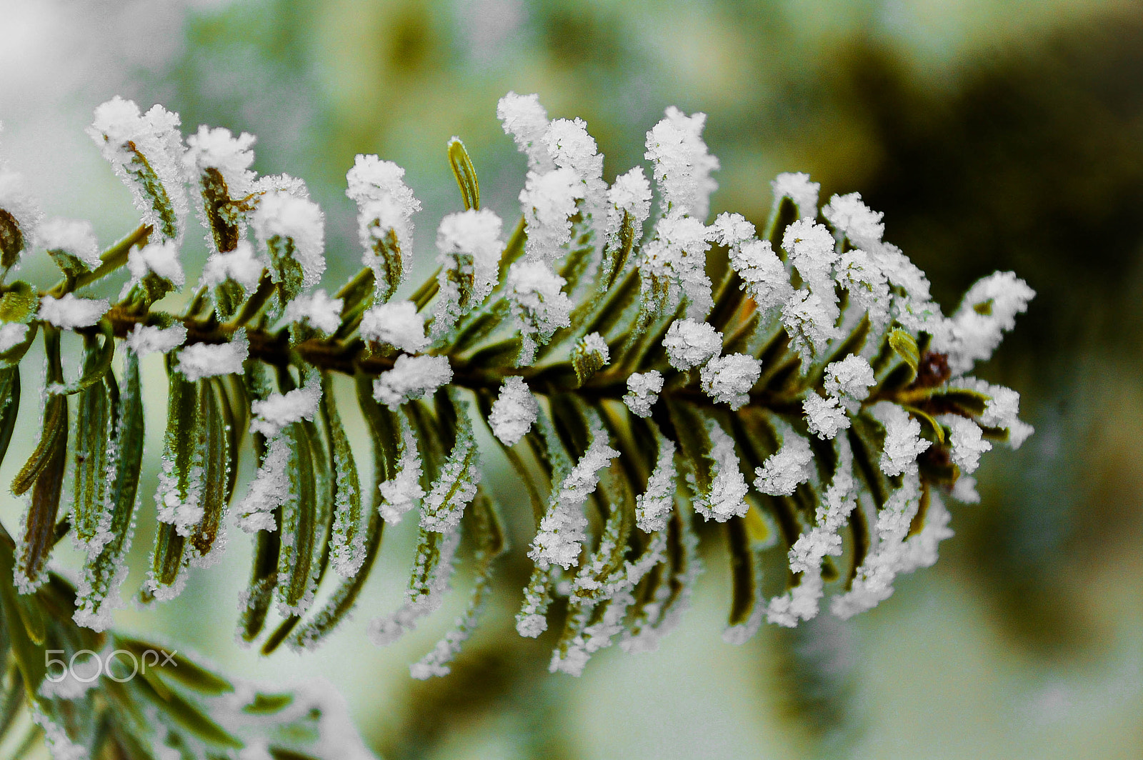 Nikon D40 sample photo. Frozen conifer branches photography