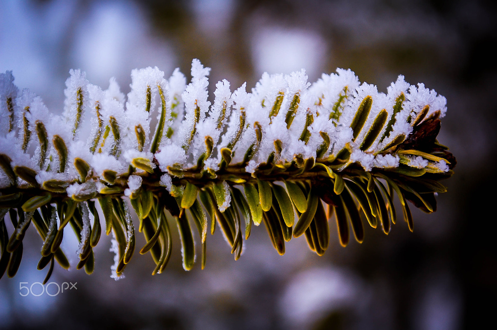 Nikon D40 sample photo. Frozen conifer branches photography