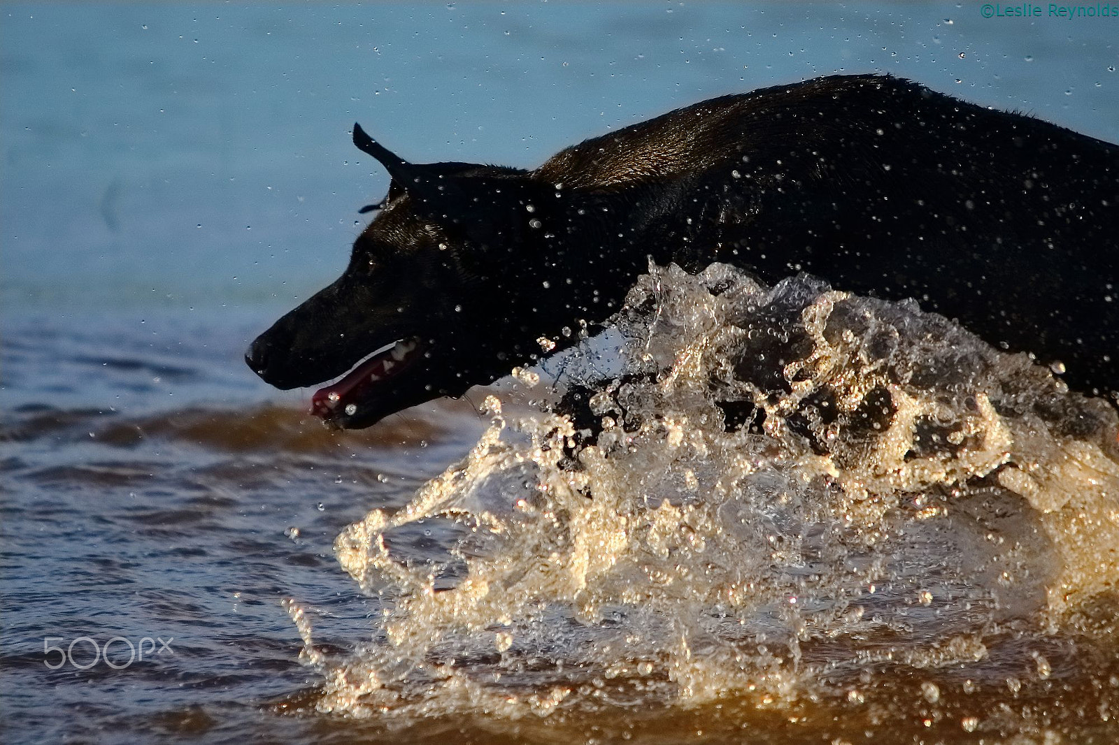 Sigma 150-500mm F5-6.3 DG OS HSM sample photo. Pure joy photography