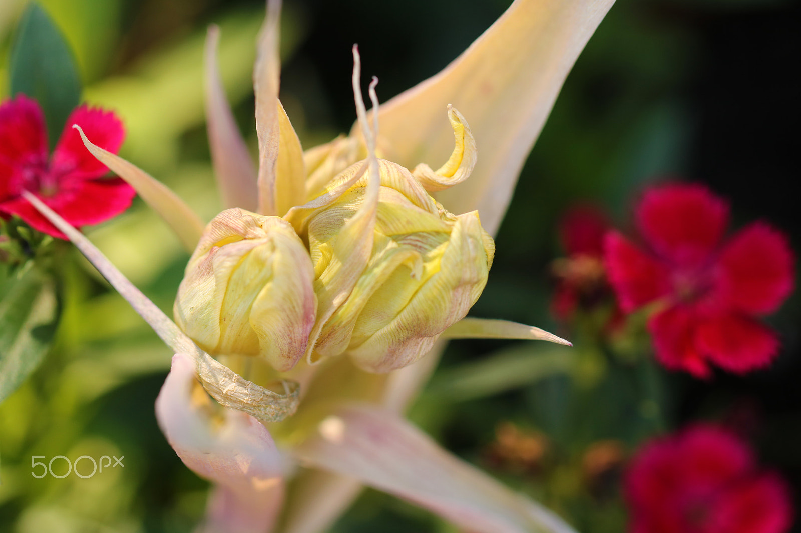 Canon EF 100mm F2.8L Macro IS USM sample photo. Budding tulip 8692 photography