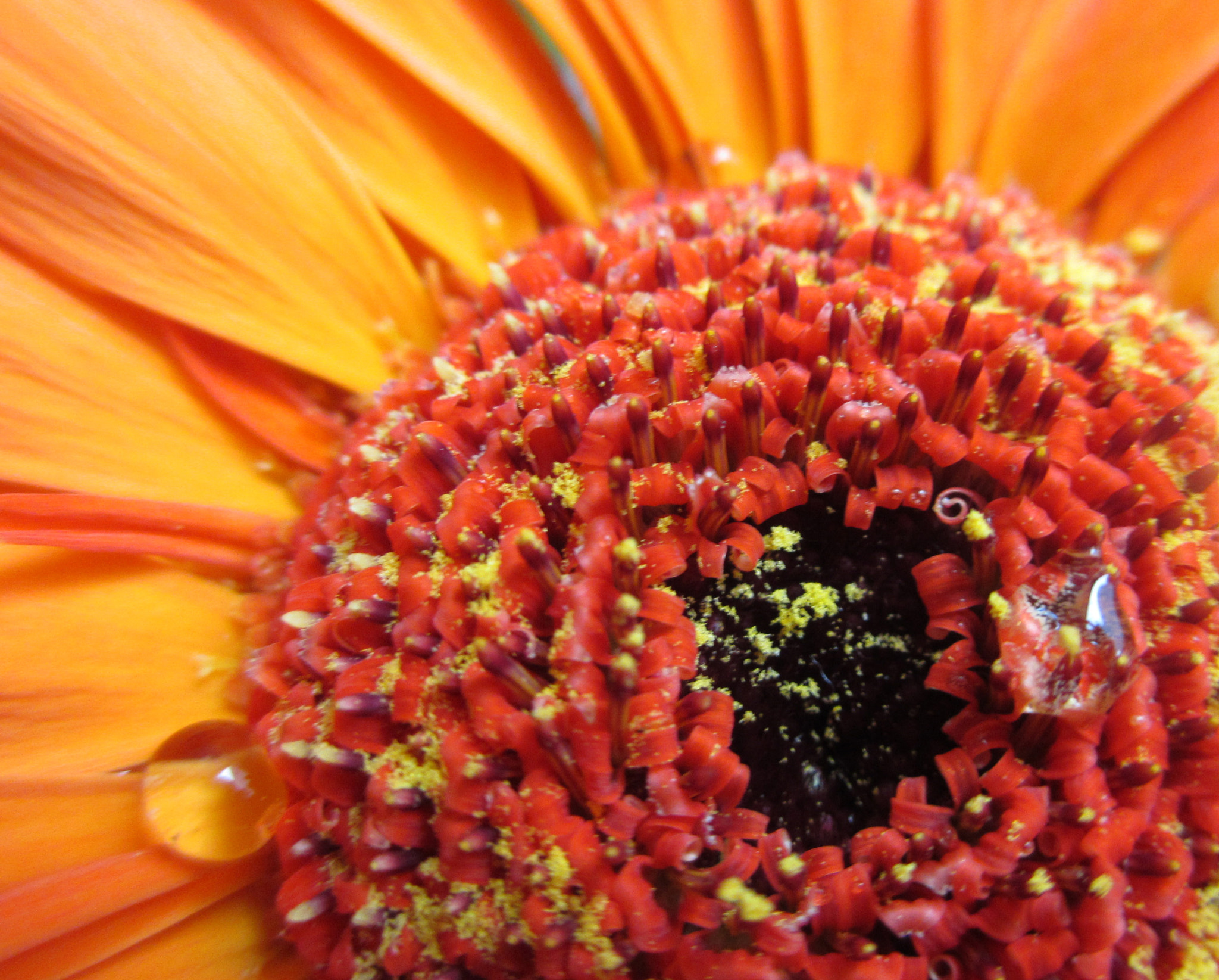 Canon PowerShot ELPH 310 HS (IXUS 230 HS / IXY 600F) sample photo. Flower photography