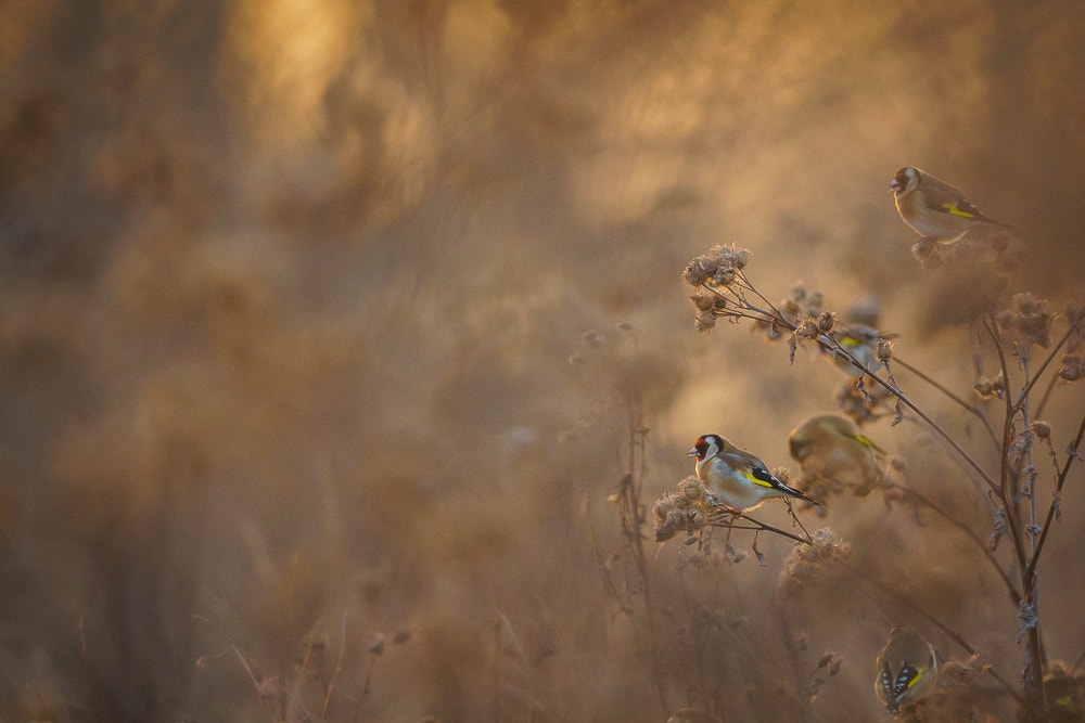 150-600mm F5-6.3 DG OS HSM | Sports 014 sample photo. Goldfinch group photography