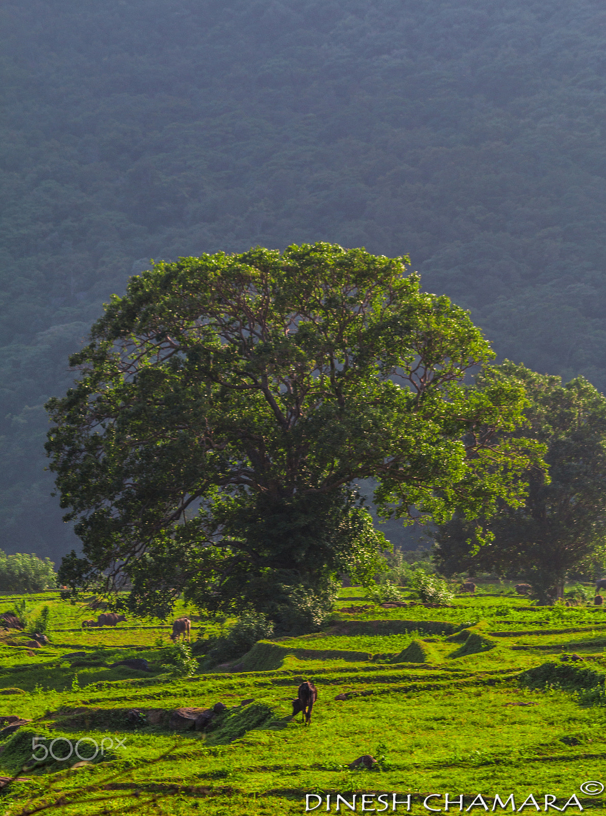 Canon EF-S 55-250mm F4-5.6 IS sample photo. Green valley photography
