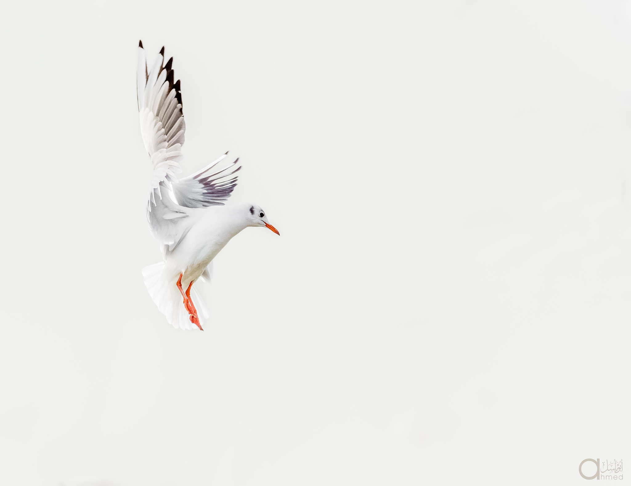 Sigma 150-600mm F5-6.3 DG OS HSM | S sample photo