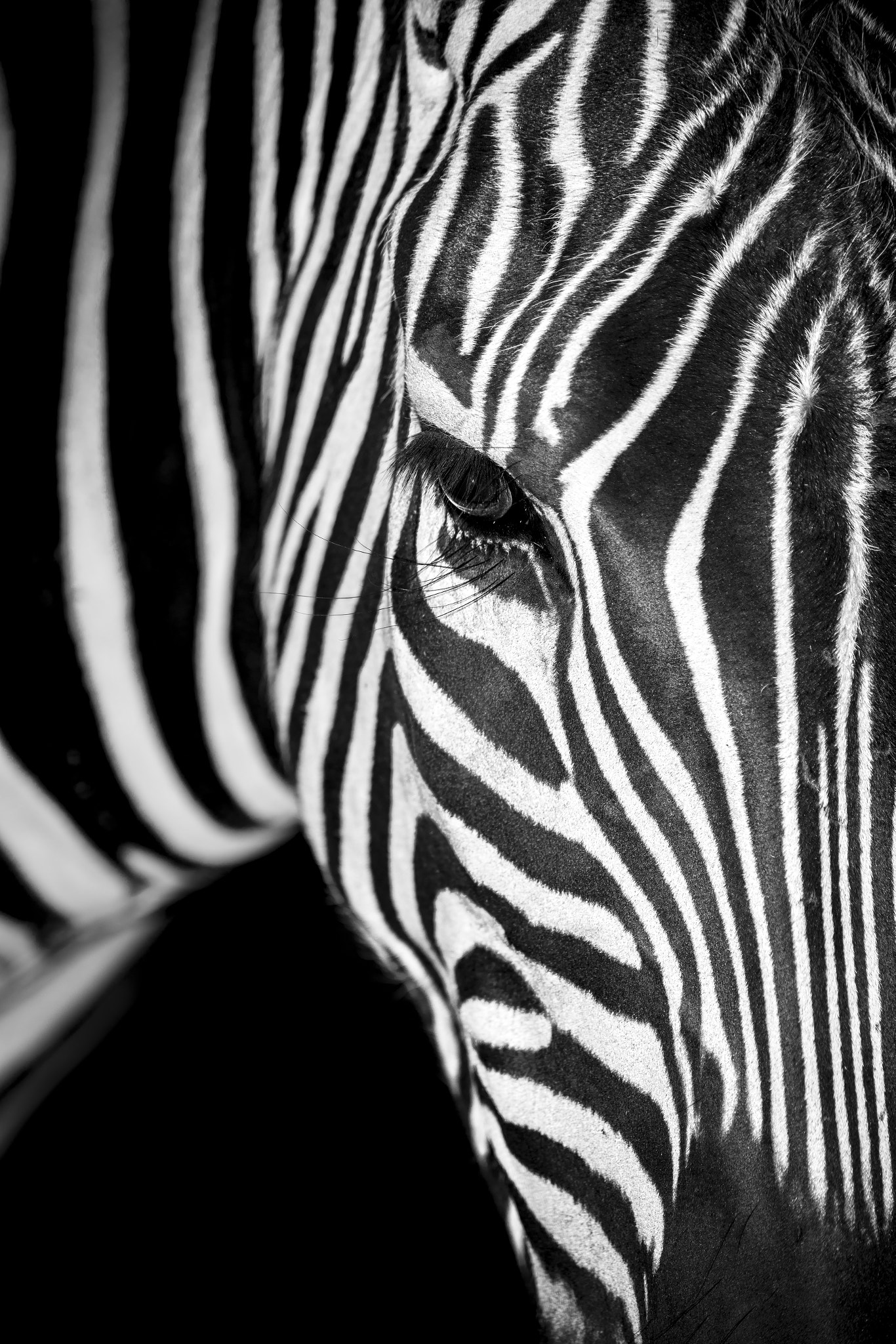 Nikon D810 sample photo. Zebra photography