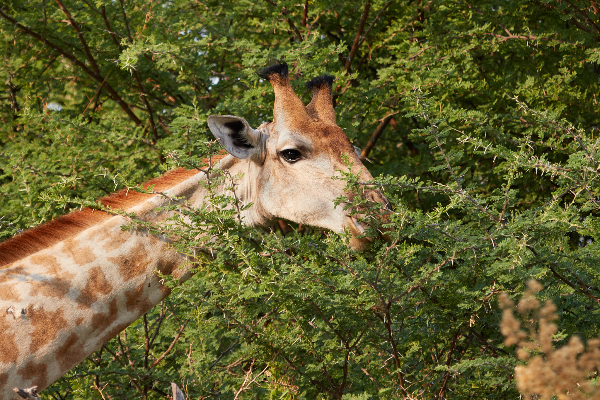 Canon EF 100-400mm F4.5-5.6L IS USM sample photo. Giraffe eating photography