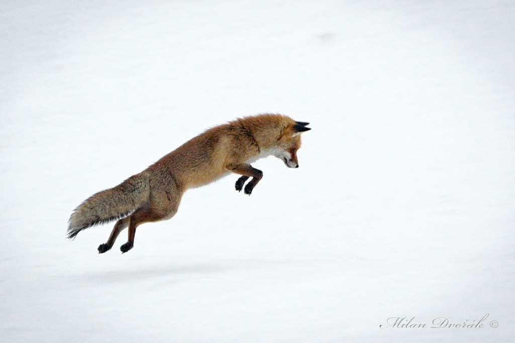 Canon EOS 7D Mark II + Canon EF 300mm F2.8L IS USM sample photo. Focused fox snow hunter of mice photography