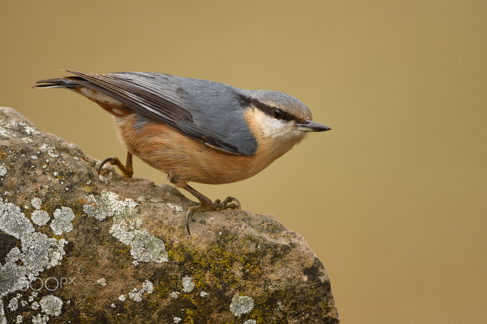 Nikon AF-S Nikkor 200-400mm F4G ED-IF VR sample photo. Pica-soques blau photography