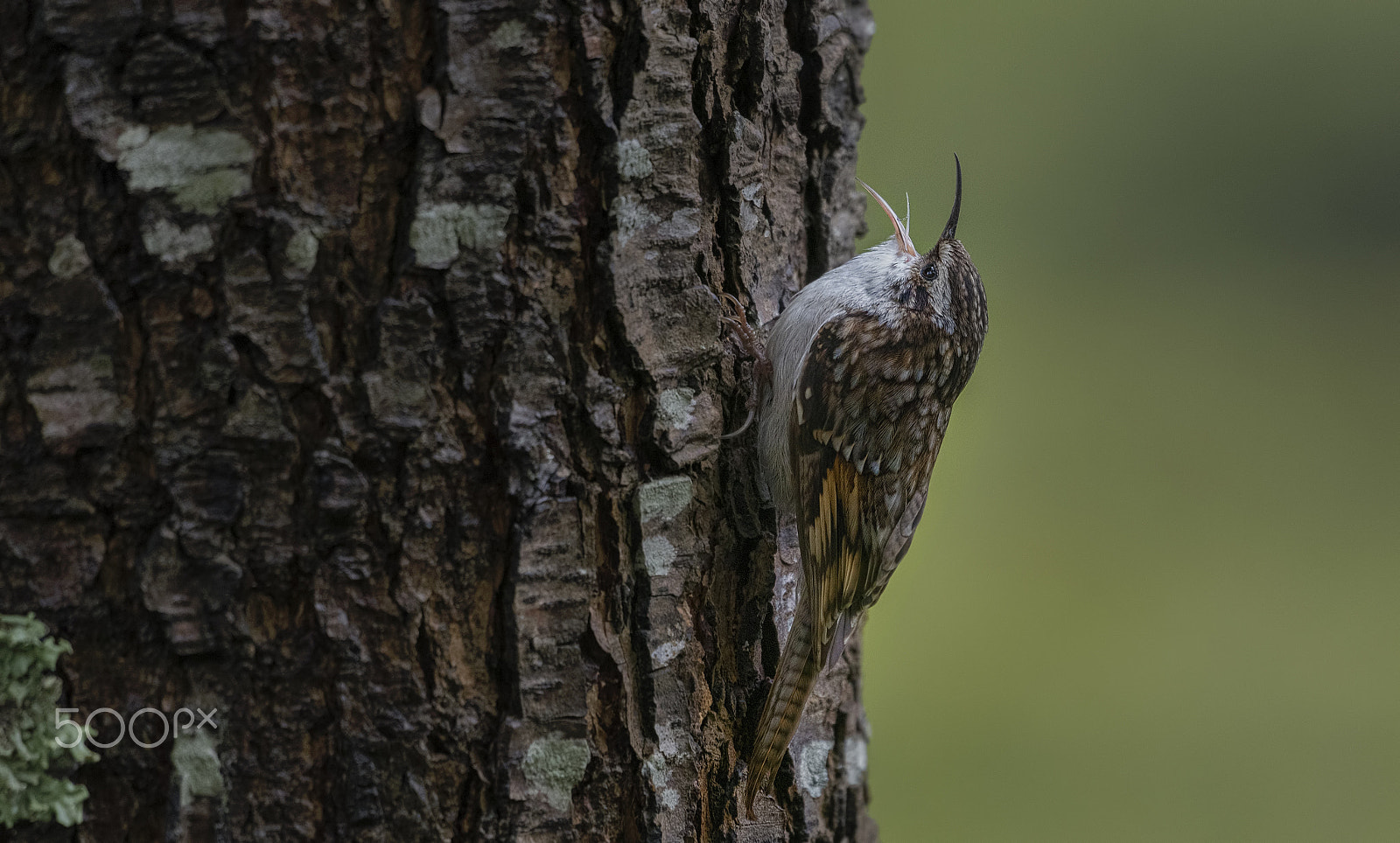 Nikon D750 + Nikon AF-S Nikkor 500mm F4G ED VR sample photo. Bar tailed treecreeper photography