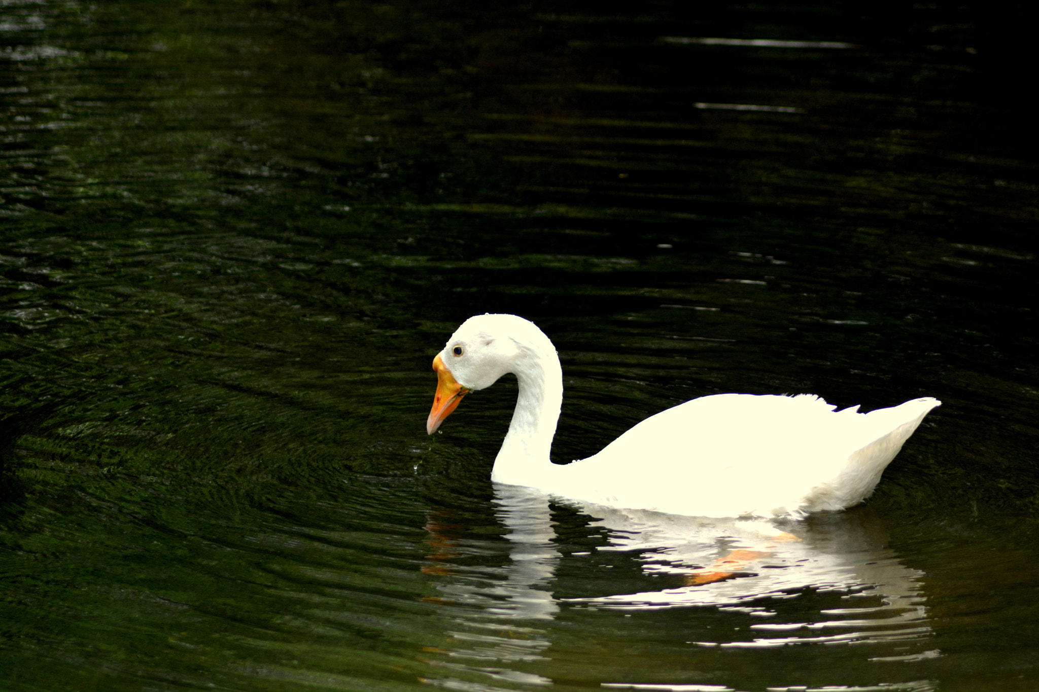 Nikon AF Nikkor 70-300mm F4-5.6G sample photo