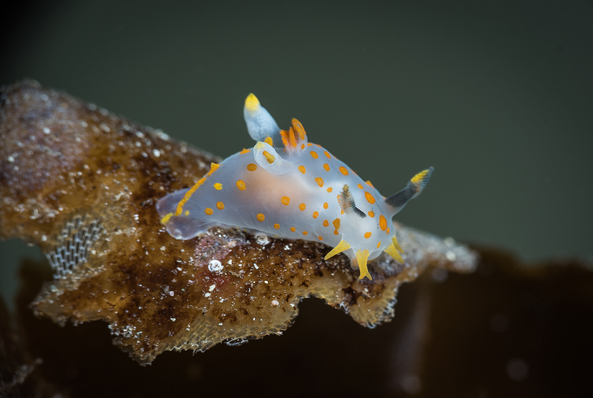 Nikon AF Micro-Nikkor 60mm F2.8D sample photo. Polycera quadrilineata on kelp leaf photography
