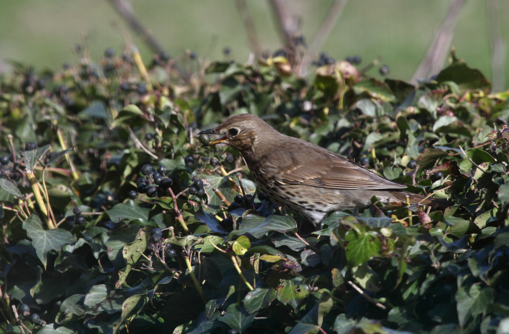 Canon EOS 5D Mark II + Canon EF 100-400mm F4.5-5.6L IS USM sample photo. Jpg photography