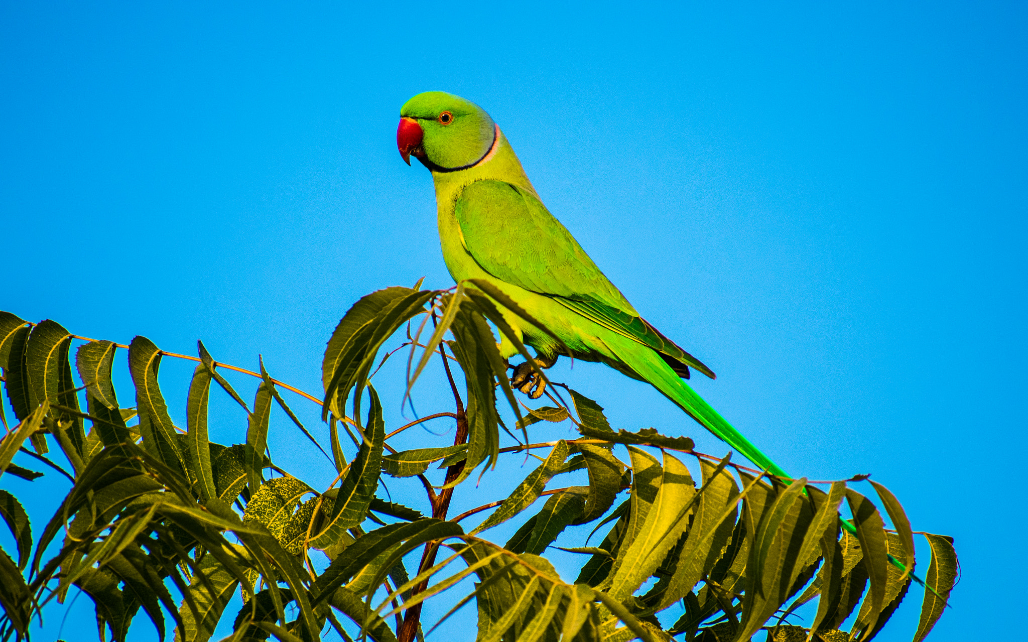 Nikon AF-S Nikkor 70-200mm F2.8G ED VR II sample photo. Parrot photography