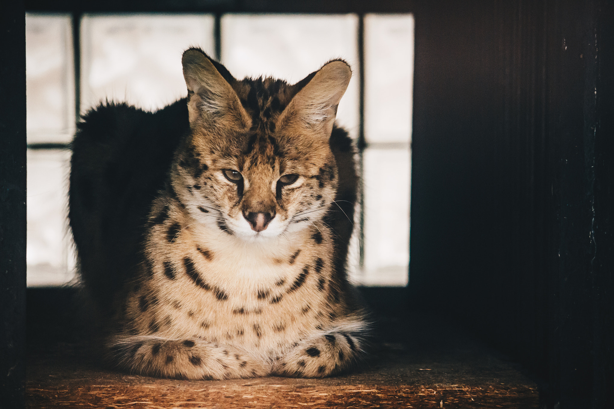 Canon EF-S 55-250mm F4-5.6 IS sample photo. Mini tiger photography