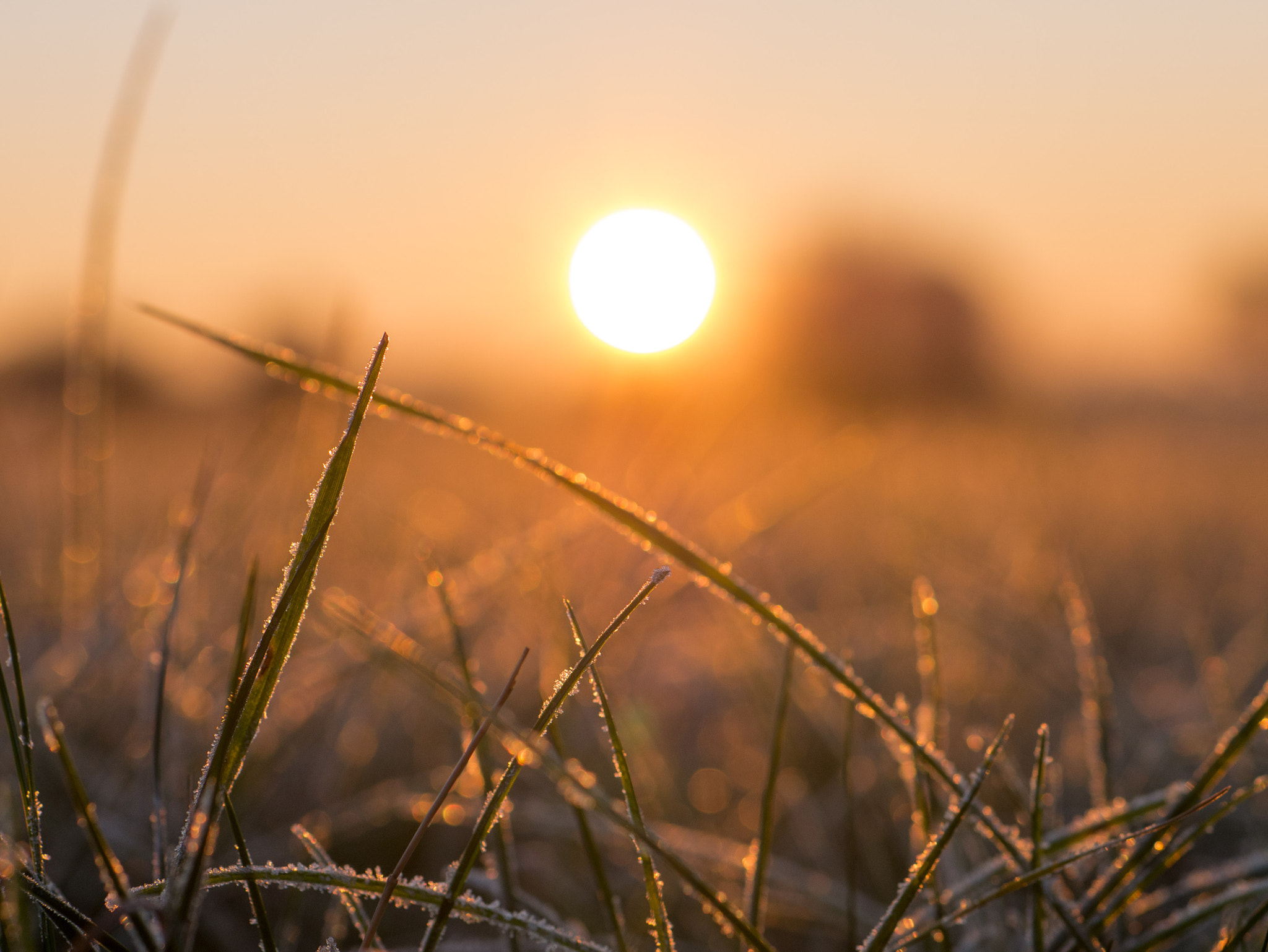 Panasonic Lumix G 42.5mm F1.7 ASPH Power OIS sample photo. Early morning photography