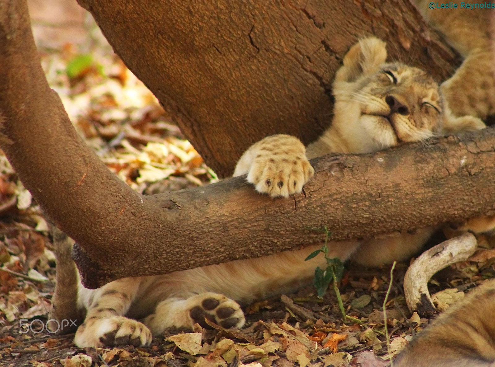 Canon EF 75-300mm f/4-5.6 USM sample photo. Tree hugger photography