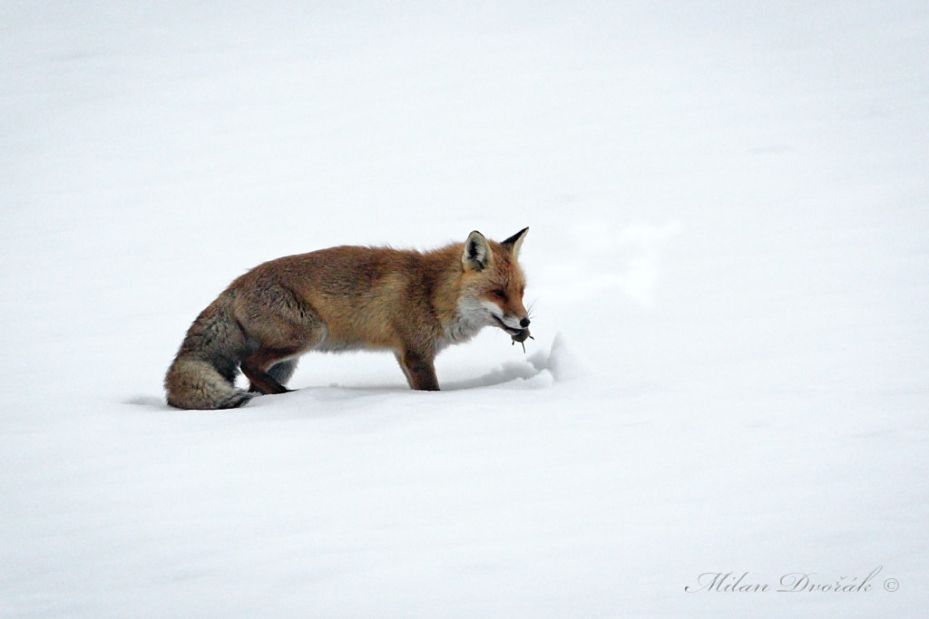 Canon EF 300mm F2.8L IS USM sample photo. A successful hunter of mice photography