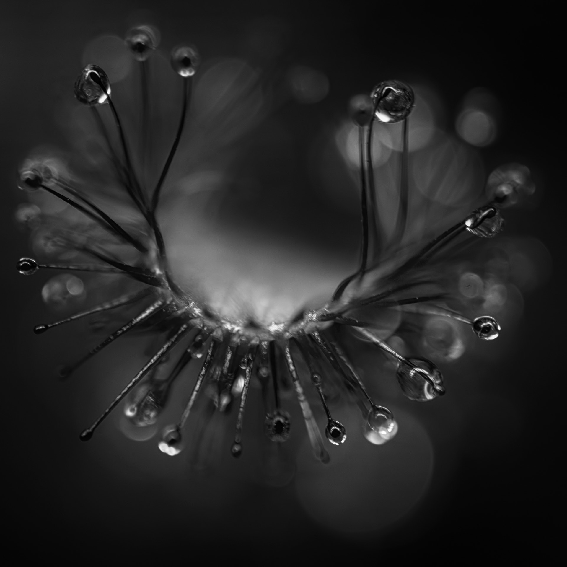 Canon MP-E 65mm F2.5 1-5x Macro Photo sample photo. The great sundew photography