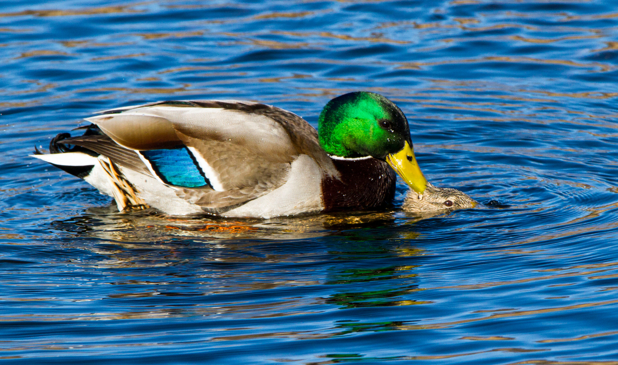 150-600mm F5-6.3 DG OS HSM | Contemporary 015 sample photo. L’accouplement des amoureux ! photography