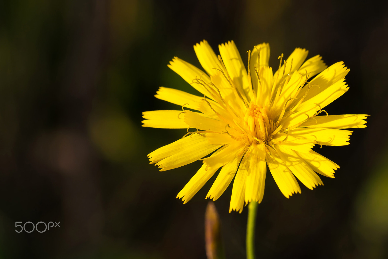 Sigma 105mm F2.8 EX DG OS HSM sample photo. Yellow dandelion photography