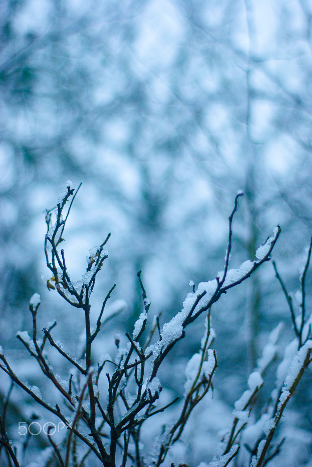 Nikon D3000 sample photo. Winter wonderland photography
