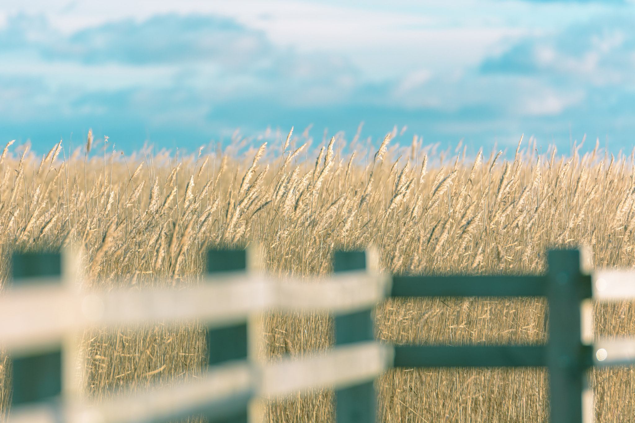Nikon AF-S Nikkor 70-200mm F2.8G ED VR II sample photo. Yellow grass with turquoise sky photography