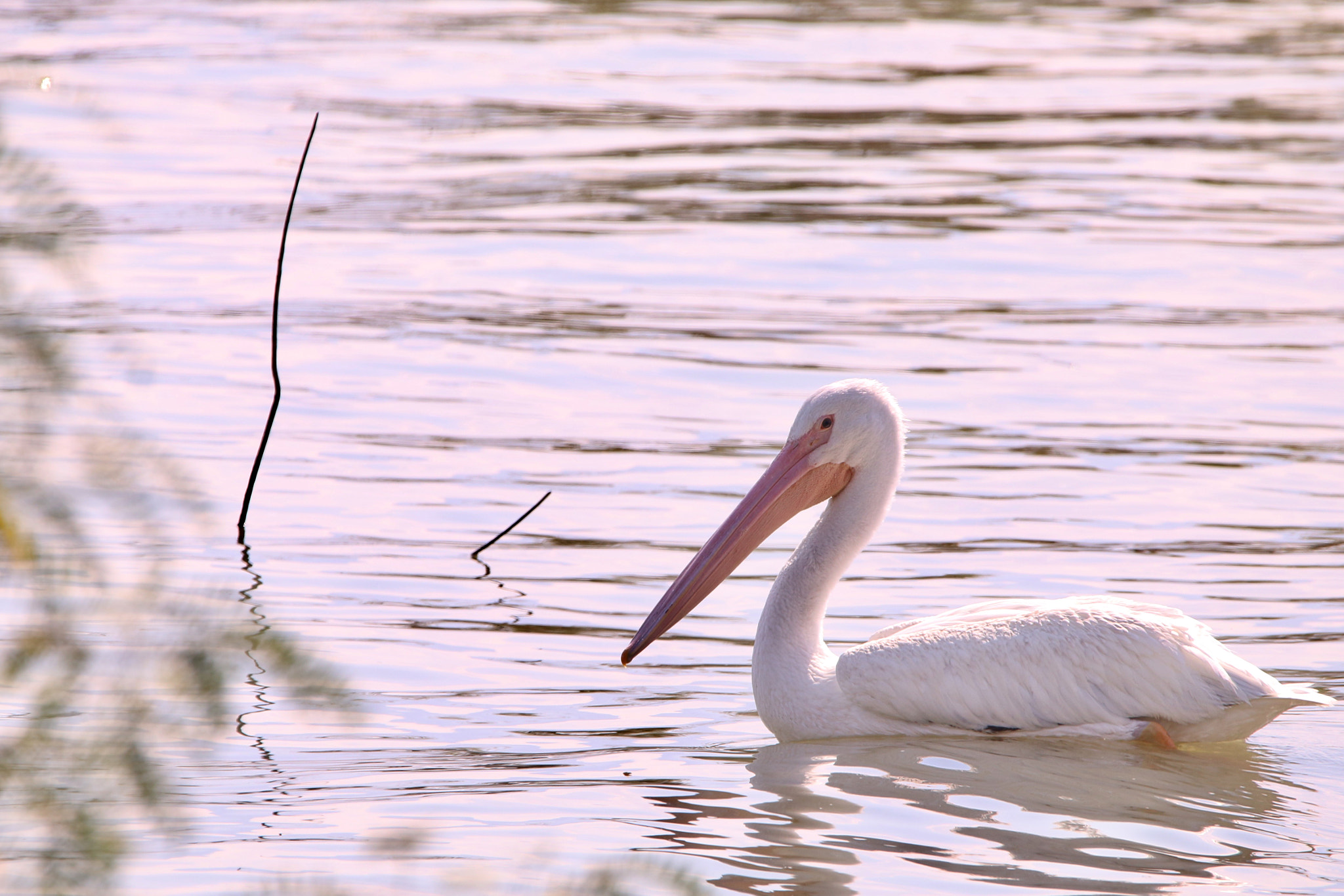 Sigma 150mm f/2.8 EX DG OS HSM APO Macro sample photo. Another at the lake. photography