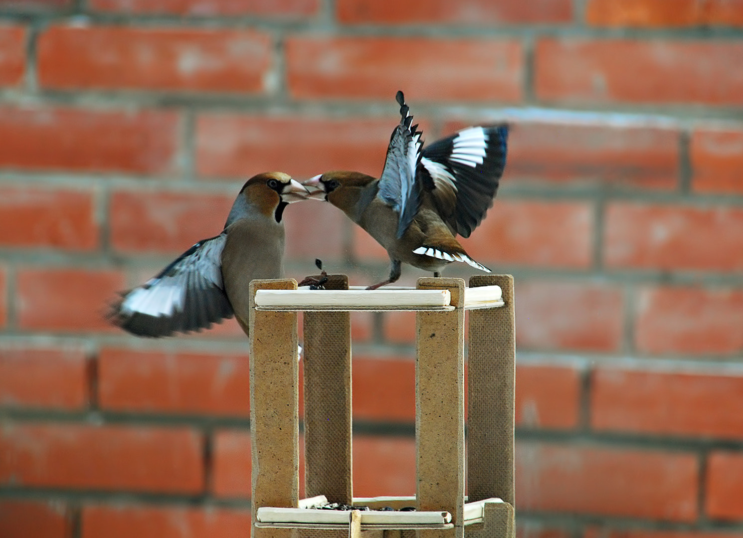Nikon D40X sample photo. Go away! it's my food! photography