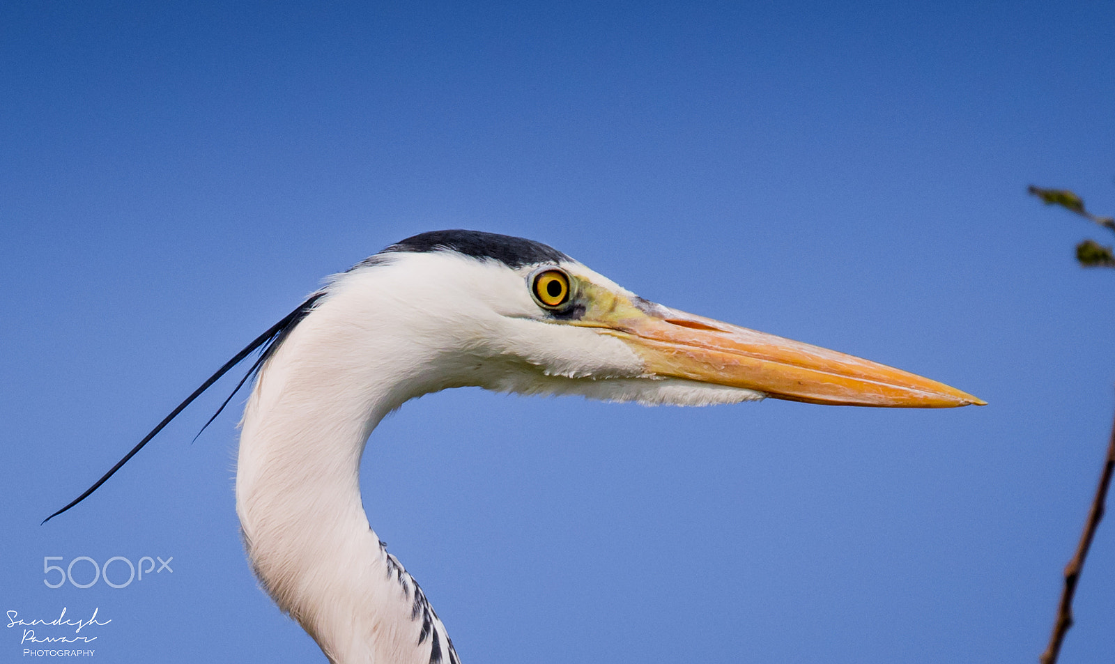 Nikon D5500 sample photo. Birds photography