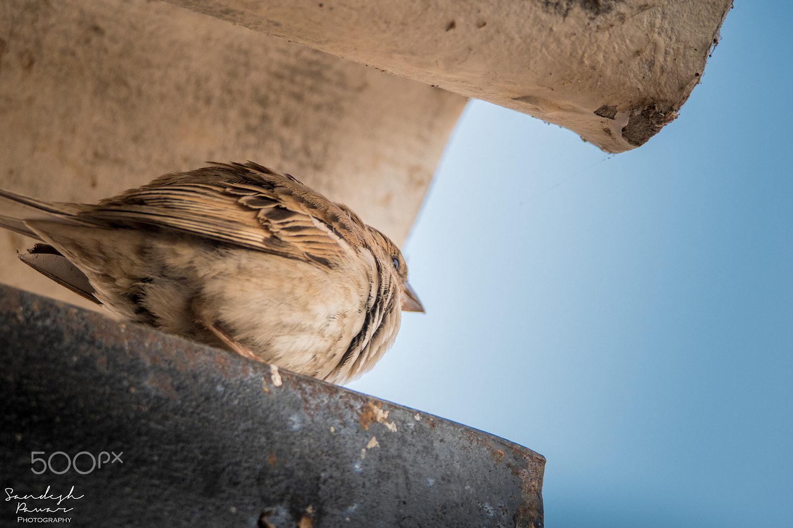 Nikon D5500 sample photo. Birds photography