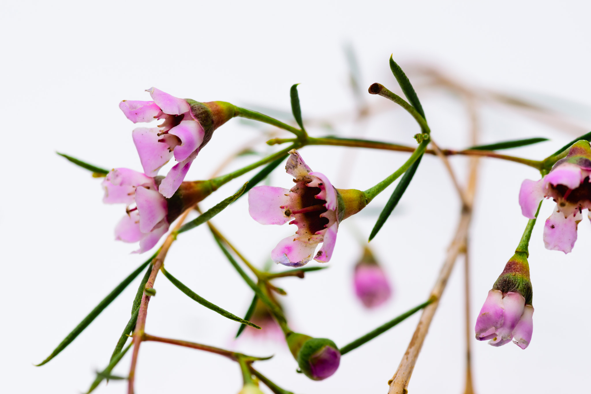 Tokina AT-X Pro 100mm F2.8 Macro sample photo. Can't bloom forever photography