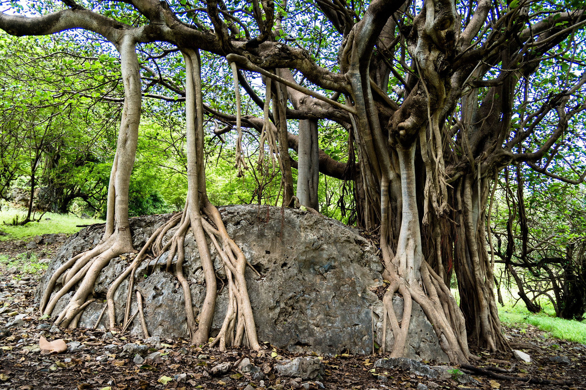 Sony ILCA-77M2 sample photo. Tree with long roots photography