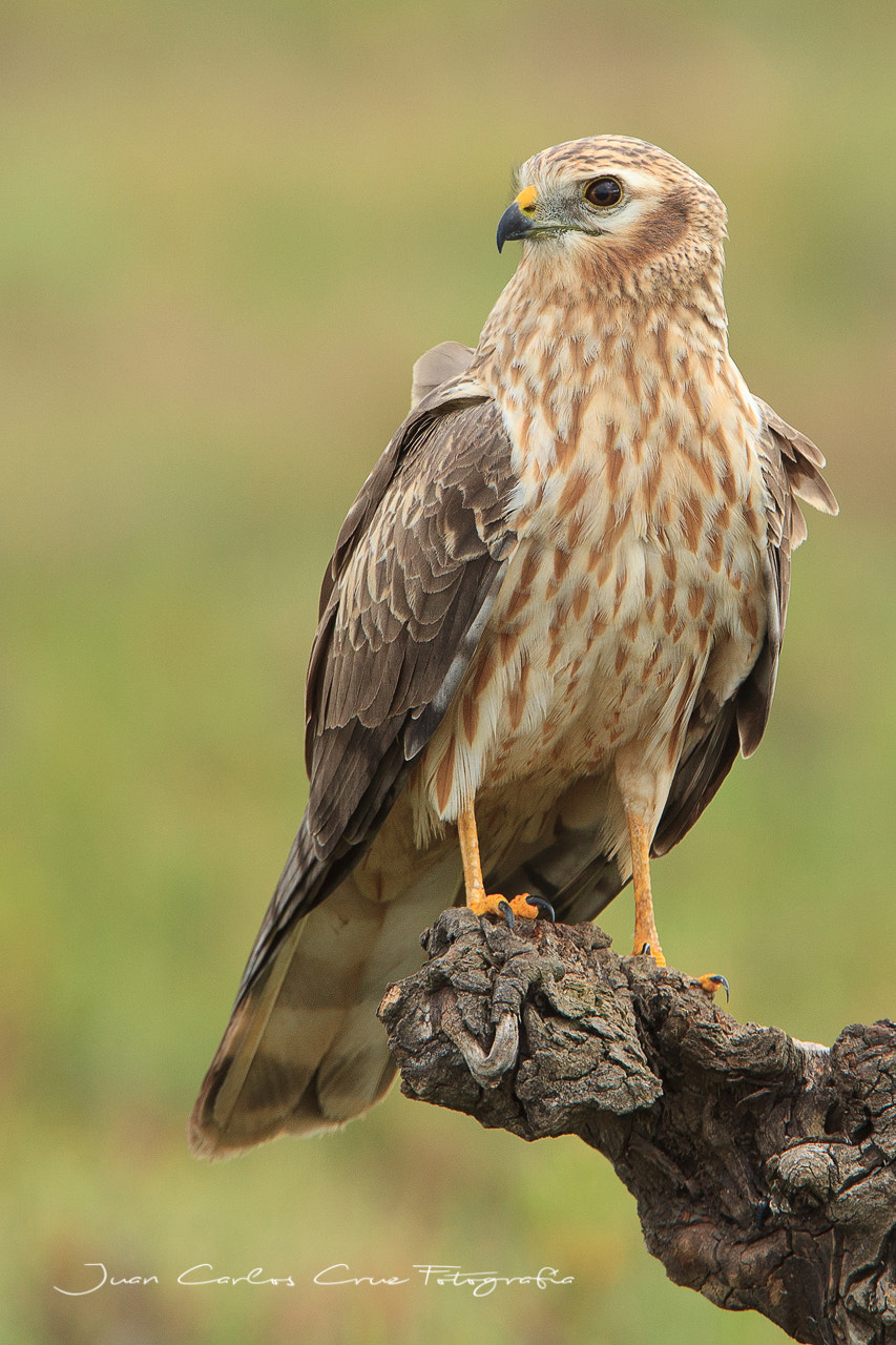 Canon EF 300mm F2.8L IS USM sample photo. Cenizo photography